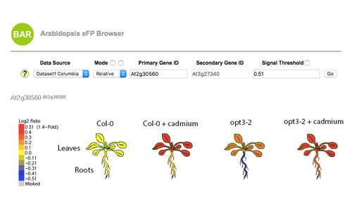 screenshot of eFP browser tool